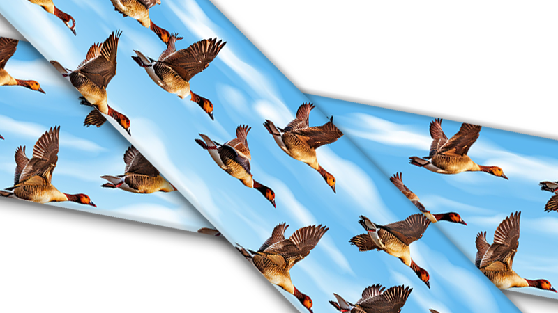 Biothane® avec impression UV (importation américaine) Canards en vol